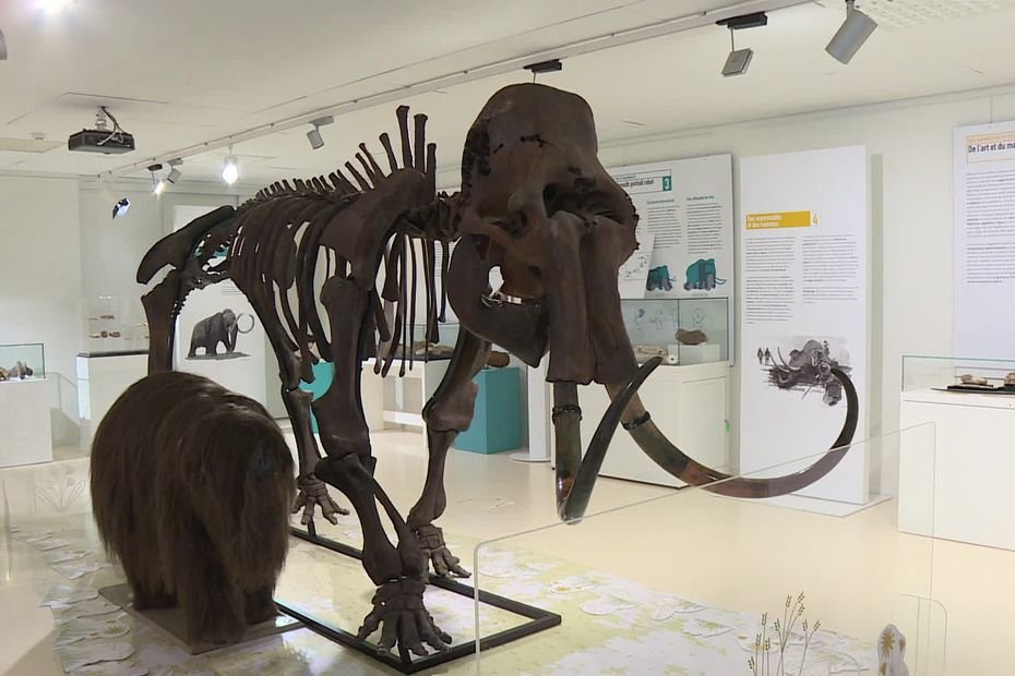 "Un squelette avec 95% de vrais ossements" : un mammouth vieux de 20.000 ans pour fêter les 10 ans de ce musée incontournable