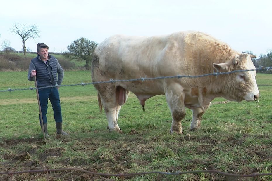 Il est prêt à briller au Salon de l’agriculture 2025 : Spartacus, 4 ans, espoir des taureaux charolais de la Nièvre