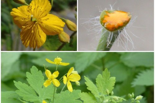 Jardinage : comment reconnaitre la Chélidoine plante à verrues