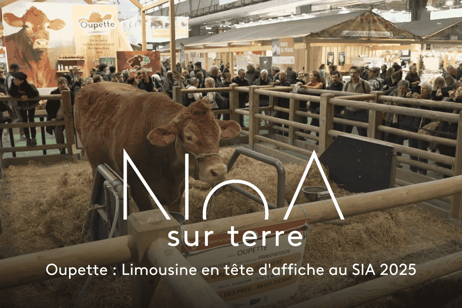 Salon de l’agriculture : Oupette, le symbole d’une race limousine en quête perpétuelle de développement