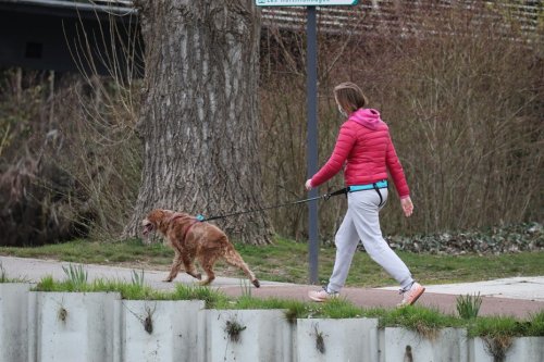 Accident. Elle promène son chien, l'adolescente de 15 ans et son animal sont violemment percutés par un véhicule