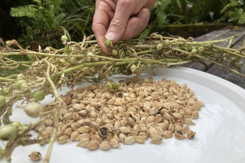 La cardamome, une épice traditionnelle encore cultivée dans les hauts de Saint-Philippe