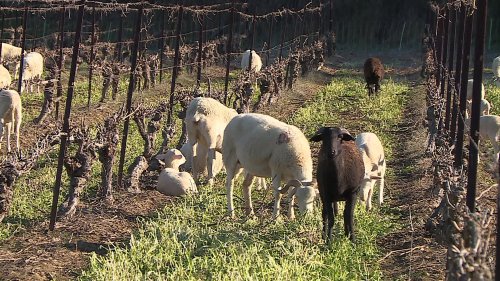 Dans l’Hérault, les moutons remplacent les désherbants chimiques dans les vignes