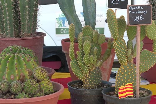 Le cactus nouvelle star de la foire aux plantes bien adapté aux zones où la sécheresse sévit