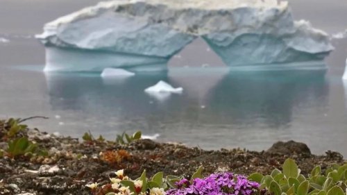 Vrai ou faux Des plantes poussent-elles en Antarctique en raison du réchauffement climatique ?