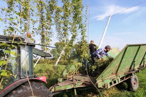 Dans le Nord à Esquelbecq, une brasserie met en avant le houblon frais : "du champ à la chope"