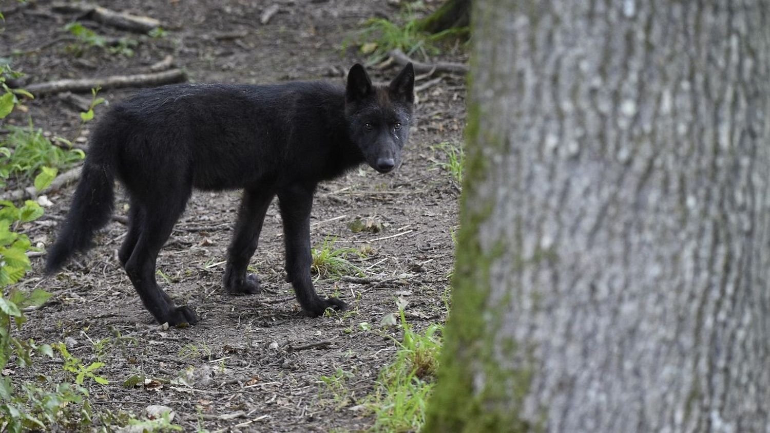 L’Etat autorise à abattre jusqu’à 192 loups en 2025, les éleveurs dénoncent un « abandon » face aux attaques de troupeaux