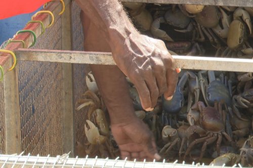 La course aux crabes s'accélère pour les fêtes pascales en Martinique