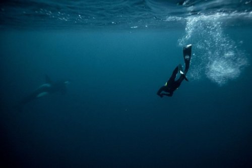 L'apnéiste niçois Arthur Guérin-Boëri nage avec les orques dans les eaux glacées de Norvège