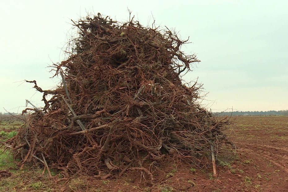 « Soit on change et on s’en sort, soit on reste et on meurt  » : le grand arrachage des vignes a commencé dans le Gard
