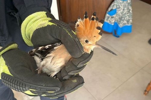 INSOLITE. Un petit oiseau rare sauvé par les pompiers : bloqué dans une cheminée, l'animal a vite repris les airs