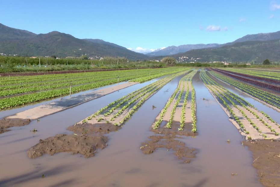 « En l’espace d’une journée, j’ai tout perdu », à Vescovato et Lucciana, des agriculteurs fortement touchés par la crue du Golu