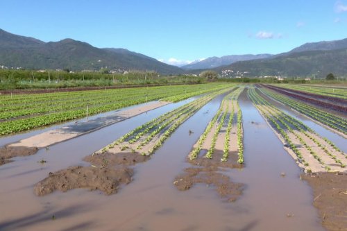 "En l'espace d'une journée, j'ai tout perdu", à Vescovato et Lucciana, des agriculteurs fortement touchés par la crue du Golu