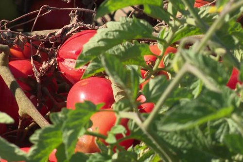 Dordogne, Lot-et-Garonne et Gironde assurent la bonne santé de la tomate d'Aquitaine !