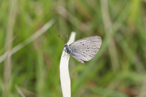 Plantes et petites bêtes des Hauts-de-France : l’argus bleu, un papillon menacé, dépendant d'une plante et d'une fourmi