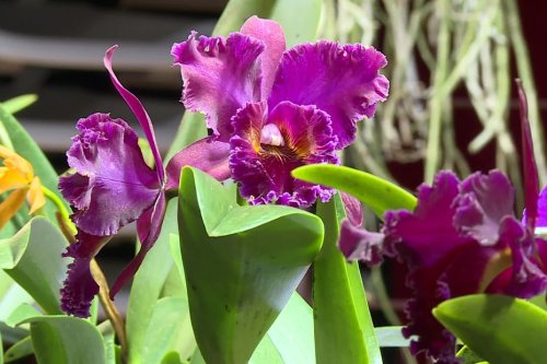 Orchidée, l'indémodable séductrice