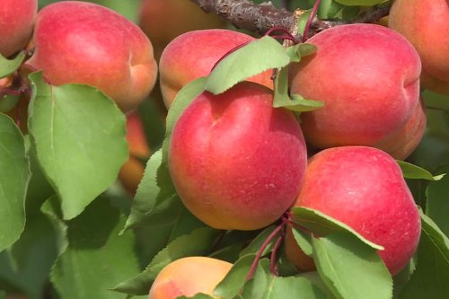 “Ça nous a surpris" : après le coup de gel, les arboriculteurs de la Drôme prévoient 50 % de pertes sur leurs récoltes