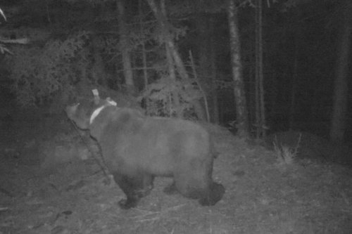 Pyrénées : l'autorisation préfectorale d'effarouchement de l'ours Goiat annulée par la justice