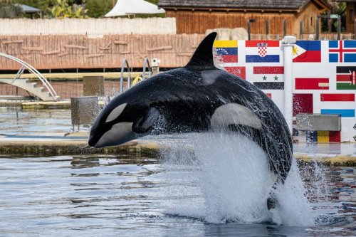 Marineland : le Conseil d'État saisi en référé pour retarder le départ des orques et des dauphins