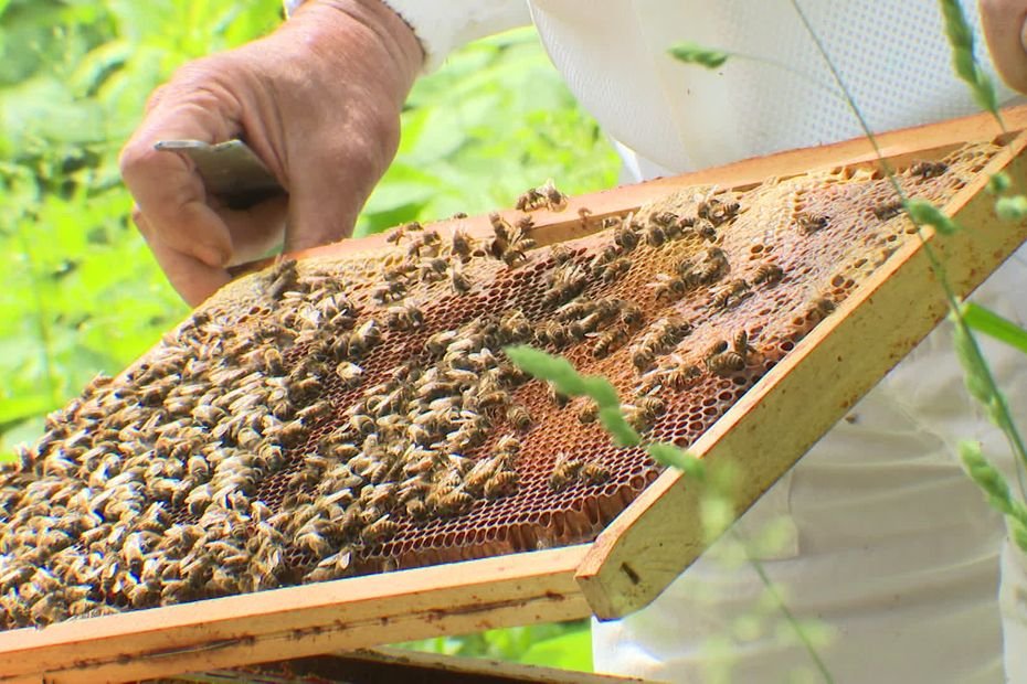 “L’abeille est indispensable pour l’alimentation humaine” : pourquoi le possible retour d’un pesticide alarme autant les apiculteurs ?