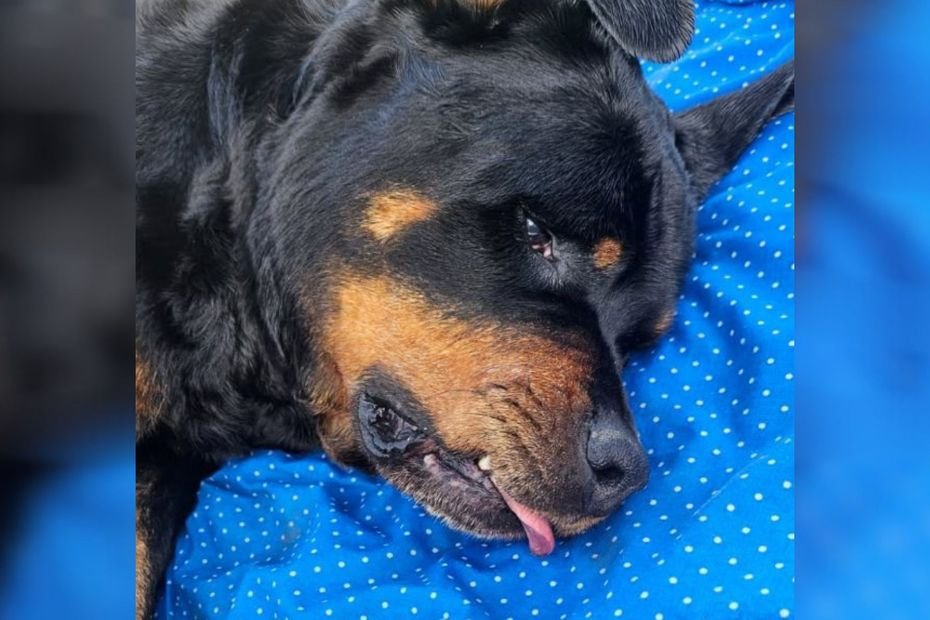 Ils retrouvent leur chienne morte avec 18 impacts de balle dans le ventre : leur voisin convoqué devant la justice