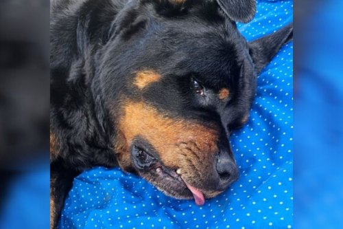 Ils retrouvent leur chienne morte avec 18 impacts de balle dans le ventre : leur voisin convoqué devant la justice