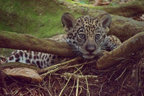 VIDEO. Naissance exceptionnelle en Guadeloupe : un bébé jaguar est né au Parc des Mamelles