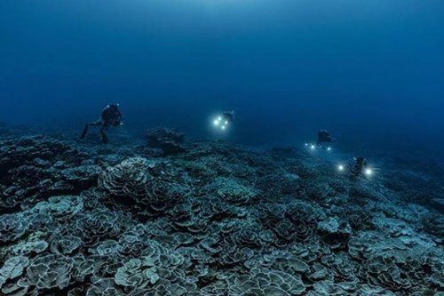 Récif de coraux géants : une " découverte " connue de tous - Polynésie la 1ère