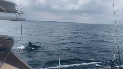 Espagne : les étranges rencontres entre les marins et les orques se multiplient