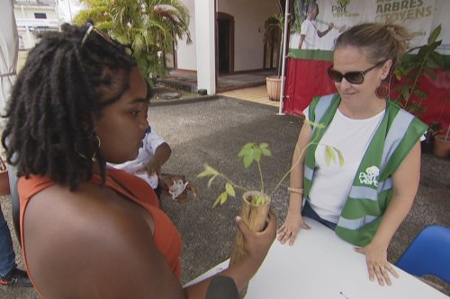 400 plants d'arbres fruitiers distribués gratuitement afin de reboiser la Martinique