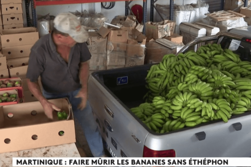 REPLAY. Enquête chez des producteurs de bananes qui n'utilisent pas l'éthéphon en Martinique, à la Une de l’Info Outre-mer