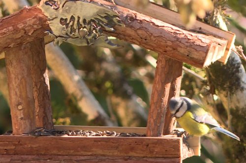 Biodiversité : l'observatoire des oiseaux des jardins nous sollicite pour les compter
