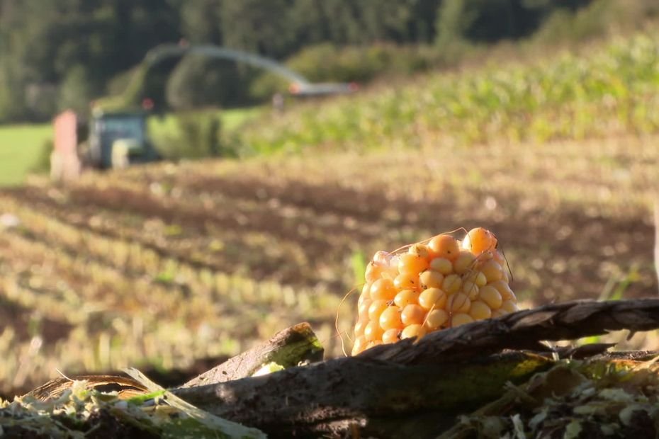 Les agriculteurs peuvent-ils se passer de la culture du maïs, gourmande en eau et en pesticides