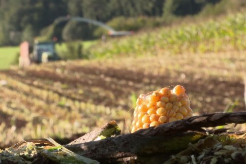 Les agriculteurs peuvent-ils se passer de la culture du maïs, gourmande en eau et en pesticides