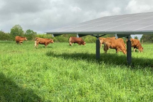 Des panneaux photovoltaïques en plein milieu des vaches : une expérimentation pour "satisfaire nos objectifs de transition énergétique"