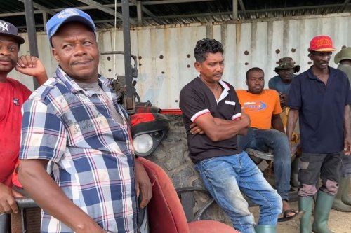Après la mise en liquidation judiciaire de la bananeraie Saint-Julien à Port-Louis, les 41 salariés risquent le chômage