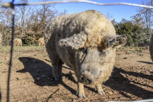 Maladie d'Aujeszky. "Une énième barbouzerie" : des interrogations sur les causes de la contamination et l'abattage d'une centaine de porcs laineux d'une exploitation