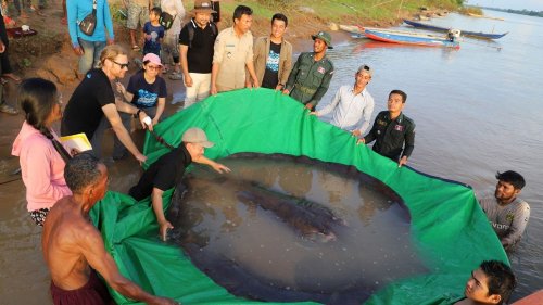 Cambodge : un pêcheur capture le plus gros poisson d'eau douce jamais enregistré, une raie de 300 kg