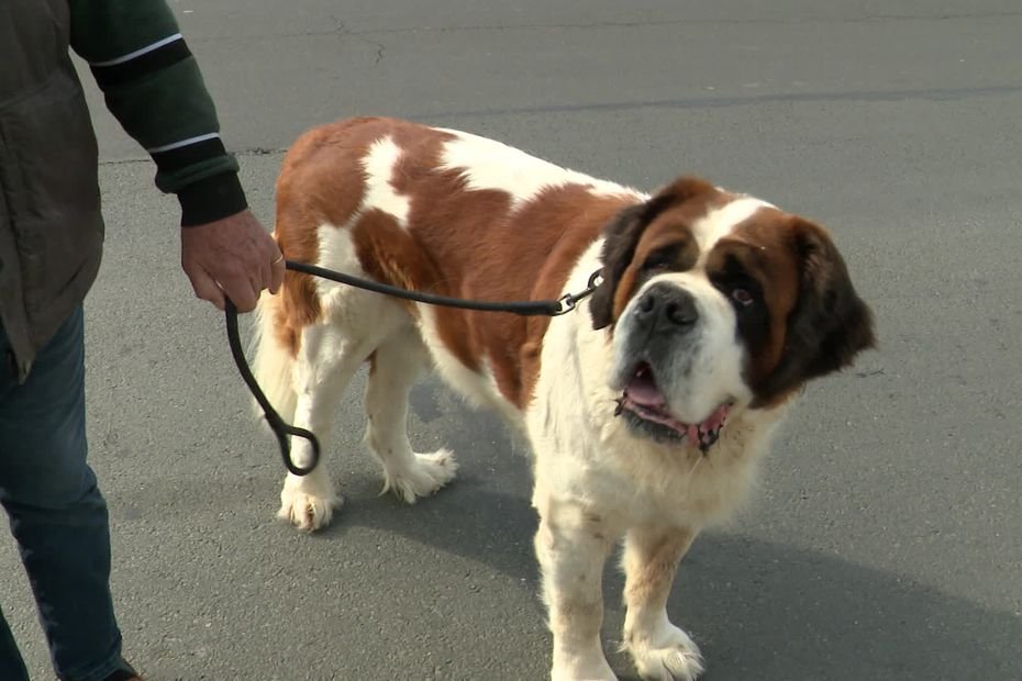 Faut-il revoir l'interdiction des gros chiens à bord des bus de La Rochelle ?