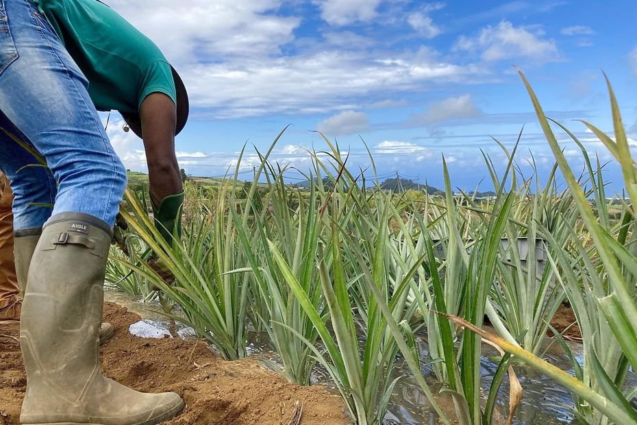 [GRAND FORMAT] Autonomie alimentaire Outre-mer : un si long chemin
