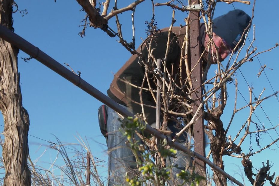 « C’est très dur de devoir arrêter ce métier » : les viticulteurs face à un marché en crise