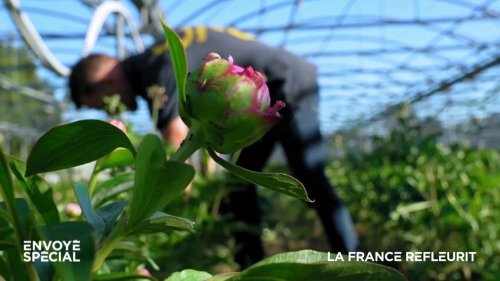 Vidéo "Mes fleurs, on peut les toucher sans gants, on n'attrapera pas de cancer" : dans le Var, il cultive des pivoines écoresponsables, économes en eau