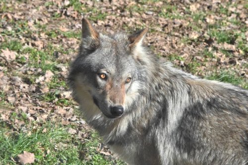 Quatre éleveurs ovins attaqués : sur la piste du loup
