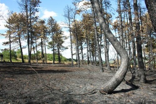 Feux de forêt en Côte-d'Or : en alerte, 50 pompiers déployés dans trois zones sensibles