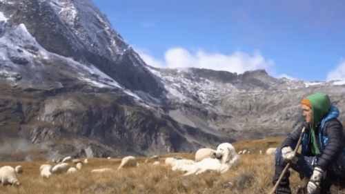 Montagne : en colère, des bergers dénoncent leurs conditions de logement en rap