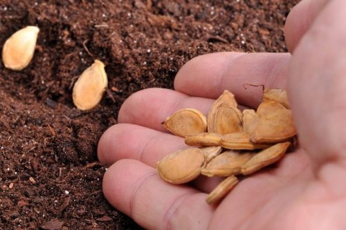 Jardin en février : semis, plantations, boutures… ce qu'on peut faire au potager