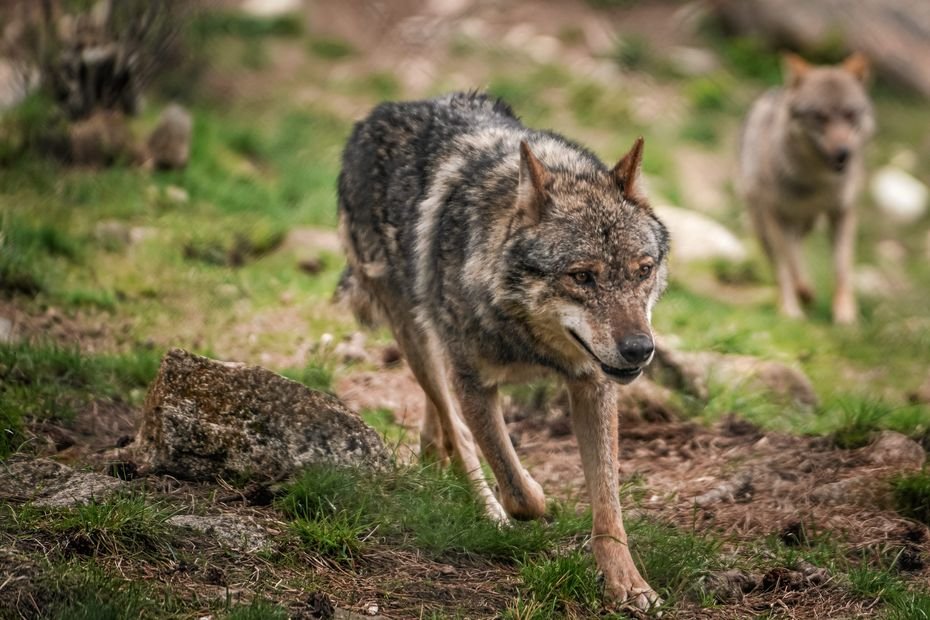Ne pas avoir plus de 500 loups en France : une vingtaine d’organisations d’agriculteurs montent au créneau