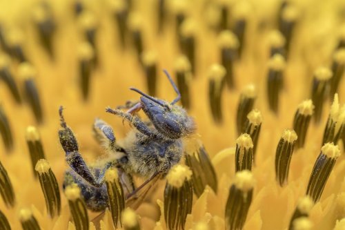 Pesticides "tueurs d'abeilles" : vers une prolongation des néonicotinoïdes en 2023