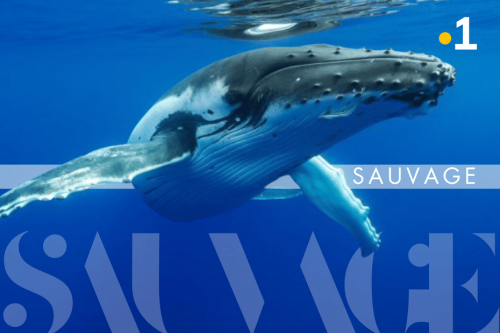 SÉRIE. La vie sauvage en Polynésie : les baleines à Rurutu