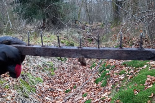 Bas-Rhin : une promeneuse marche sur un piège à VTT avec des clous dans la forêt de Gries, le maire a porté plainte